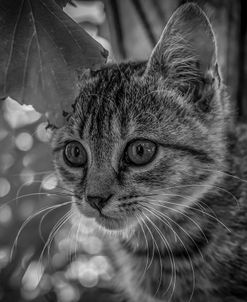 Tabby Kitten Hiding in Garden