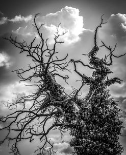 Tree Covered by Ivy