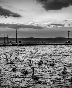 Swans on the Lake