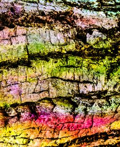 Colorful Bark 08