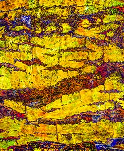 Colorful Bark 01