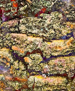 Colorful Bark 21