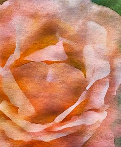 Roses on Canvas 17