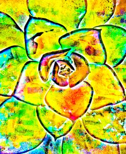 Succulent Dressed in Rainbow Colors 16