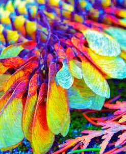 Nature in Rainbow Colors 13