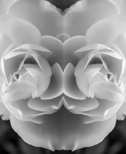 Twin Rose 04