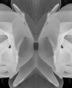 Twin Rose 12