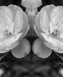 Twin Rose 15