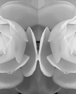 Twin Rose 08