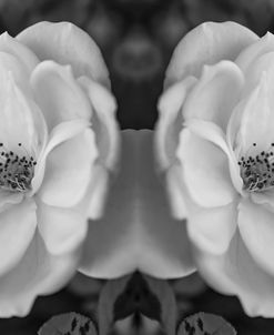 Twin Rose 26