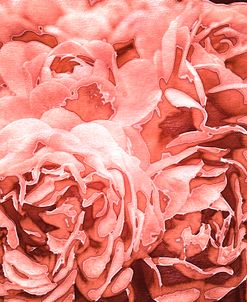 Roses in Coral Tones 05