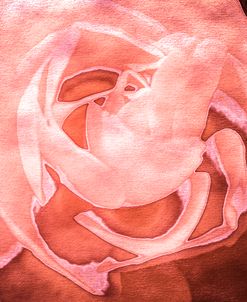 Roses in Coral Tones 09