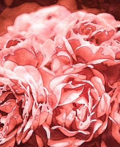 Roses in Coral Tones 17