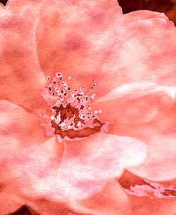 Roses in Coral Tones 24