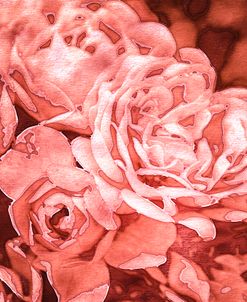 Roses in Coral Tones 29