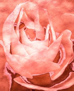 Roses in Coral Tones 32