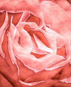 Roses in Coral Tones 34