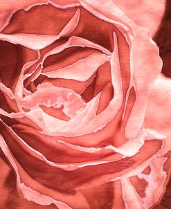 Roses in Coral Tones 25