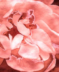 Roses in Coral Tones 28