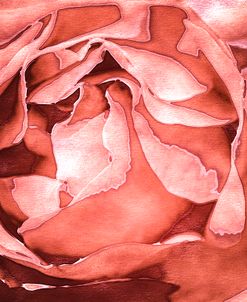 Roses in Coral Tones 37