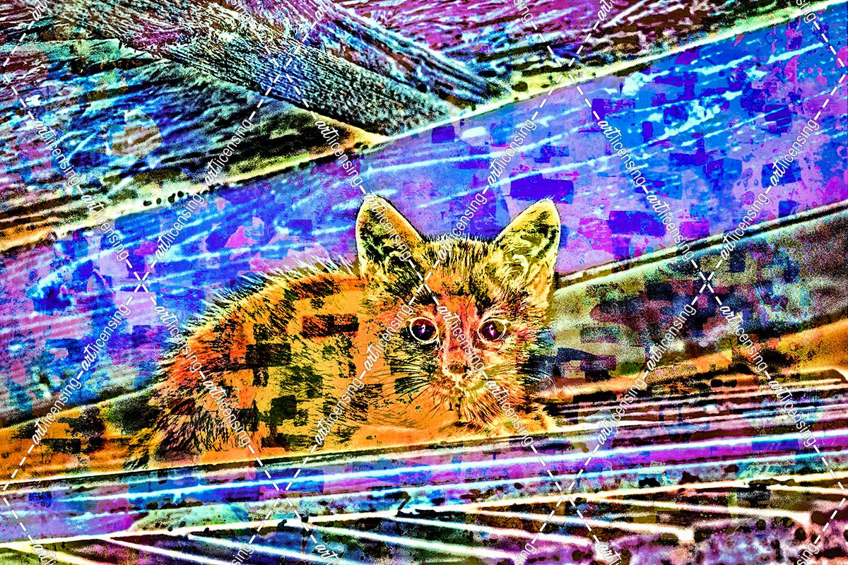 Transparent Kitten Pattern  10
