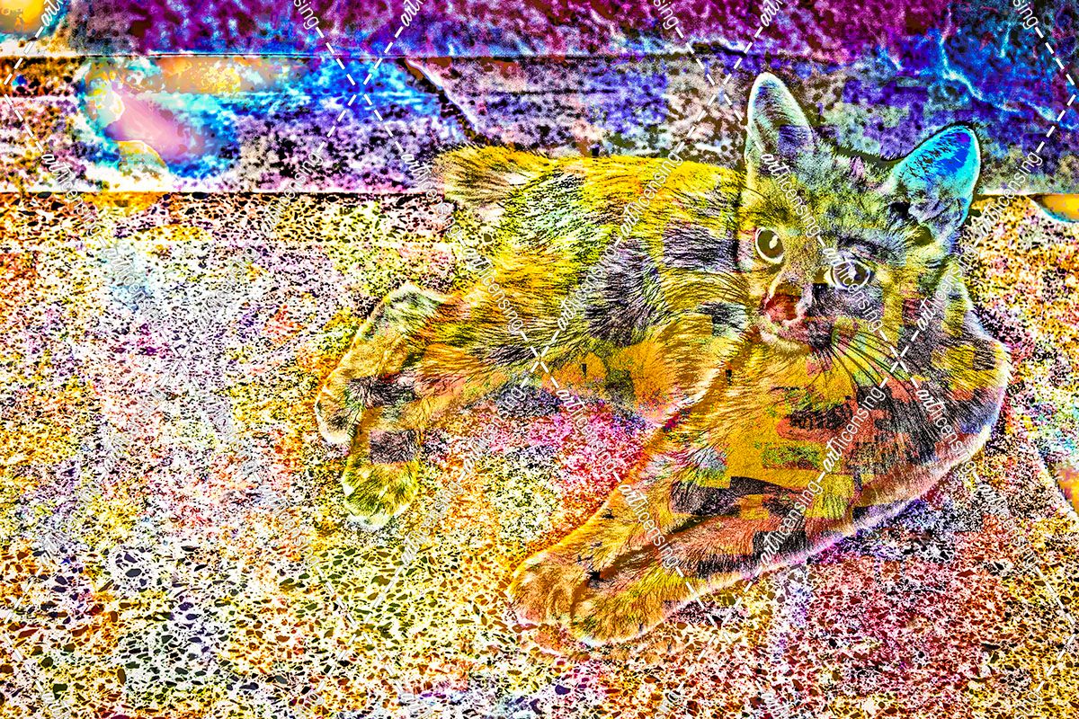 Transparent Kitten Pattern  20