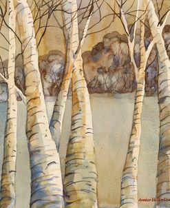 Birch