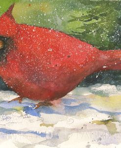 Winter Cardinal