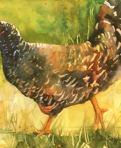 Wyandotte Hen