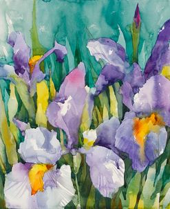 Purple Irises