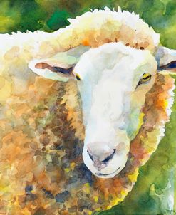 Sheep IV