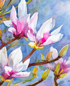 Magnolia Marvel