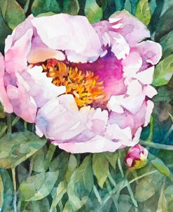 The Pleasure of Peonies