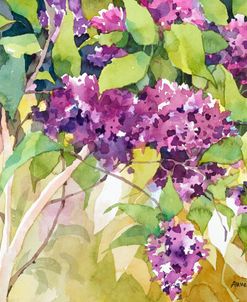 Spring Lilac