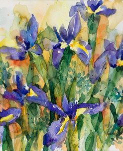 Indelible Irises