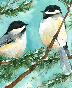 Chickadee Chat