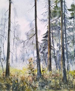 Forest Ii
