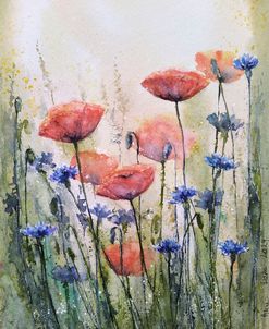 Poppy Flowers II