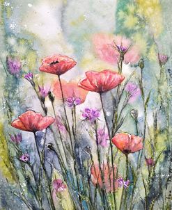 Poppy Flowers V