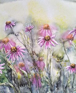 Purple Coneflowers I