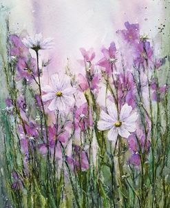 Cosmos Flowers Viii
