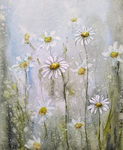 Marguerite Daisies Ii