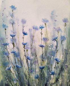 Chicory