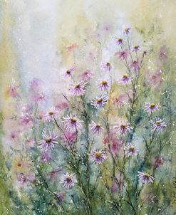 Aster