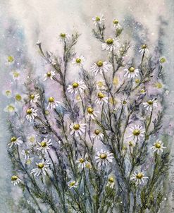 Chamomile II