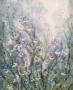 Chamomile III