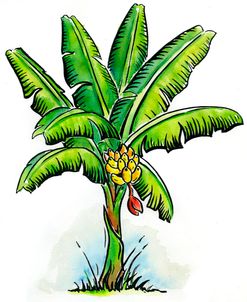 Scratchboard Banana Tree