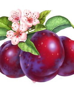 Plums