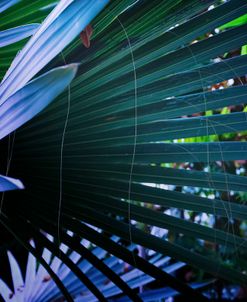 Palm Leaves Fanned