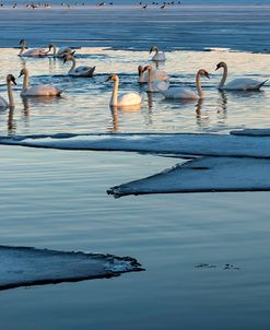 Swans And Ice Formations At Dusk